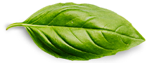 Acerca de Nosotros Basil Leaf
